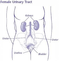 Diagram of Urinary Tract